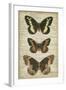 Butterfly Script I-Vision Studio-Framed Art Print