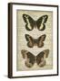 Butterfly Script I-Vision Studio-Framed Art Print