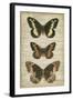 Butterfly Script I-Vision Studio-Framed Art Print