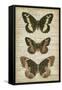 Butterfly Script I-Vision Studio-Framed Stretched Canvas