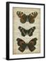 Butterfly Script II-Vision Studio-Framed Art Print