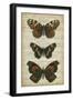 Butterfly Script II-Vision Studio-Framed Art Print