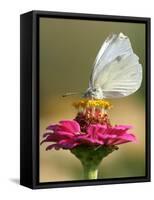 Butterfly Sits in the Bloom of a Flower (Zinnia Elegans)-null-Framed Stretched Canvas