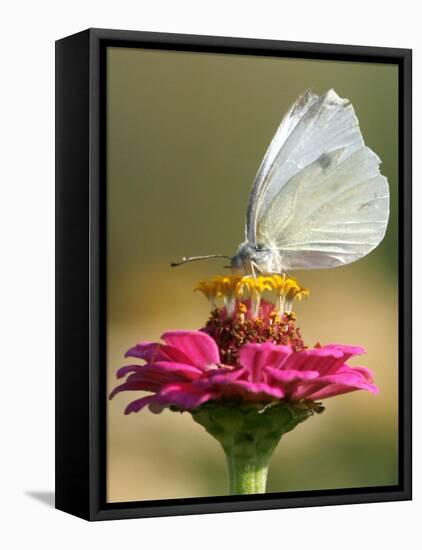 Butterfly Sits in the Bloom of a Flower (Zinnia Elegans)-null-Framed Stretched Canvas