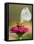 Butterfly Sits in the Bloom of a Flower (Zinnia Elegans)-null-Framed Stretched Canvas