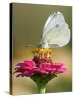 Butterfly Sits in the Bloom of a Flower (Zinnia Elegans)-null-Stretched Canvas