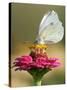 Butterfly Sits in the Bloom of a Flower (Zinnia Elegans)-null-Stretched Canvas