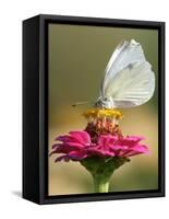 Butterfly Sits in the Bloom of a Flower (Zinnia Elegans)-null-Framed Stretched Canvas