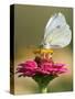 Butterfly Sits in the Bloom of a Flower (Zinnia Elegans)-null-Stretched Canvas