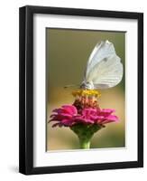 Butterfly Sits in the Bloom of a Flower (Zinnia Elegans)-null-Framed Premium Photographic Print