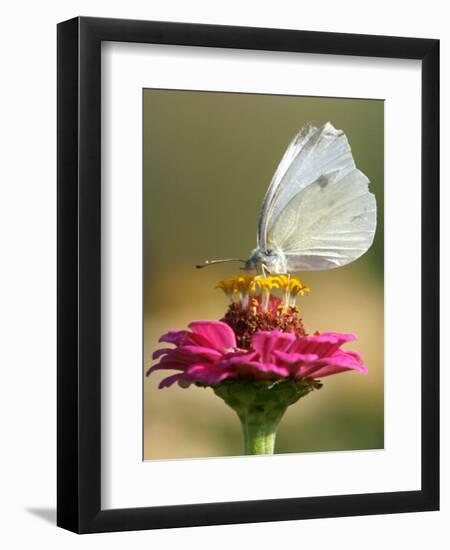 Butterfly Sits in the Bloom of a Flower (Zinnia Elegans)-null-Framed Premium Photographic Print