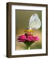 Butterfly Sits in the Bloom of a Flower (Zinnia Elegans)-null-Framed Photographic Print