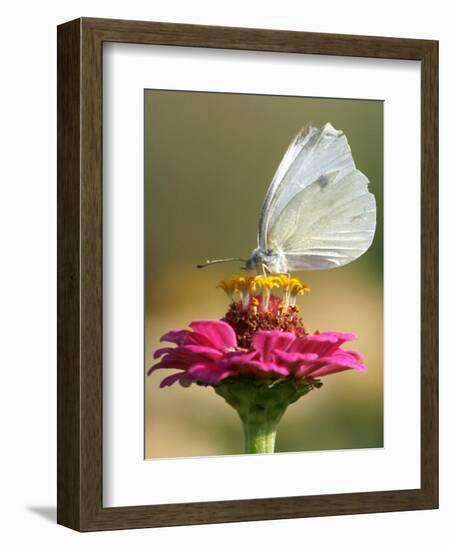 Butterfly Sits in the Bloom of a Flower (Zinnia Elegans)-null-Framed Photographic Print