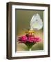 Butterfly Sits in the Bloom of a Flower (Zinnia Elegans)-null-Framed Photographic Print