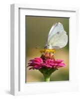 Butterfly Sits in the Bloom of a Flower (Zinnia Elegans)-null-Framed Photographic Print