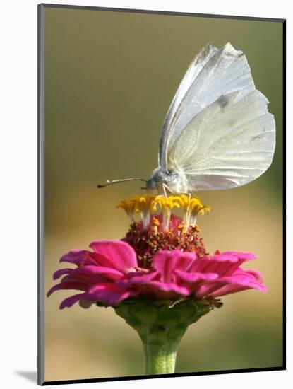 Butterfly Sits in the Bloom of a Flower (Zinnia Elegans)-null-Mounted Photographic Print