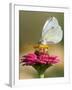 Butterfly Sits in the Bloom of a Flower (Zinnia Elegans)-null-Framed Photographic Print