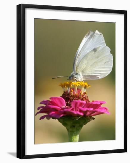 Butterfly Sits in the Bloom of a Flower (Zinnia Elegans)-null-Framed Photographic Print