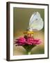 Butterfly Sits in the Bloom of a Flower (Zinnia Elegans)-null-Framed Photographic Print