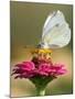 Butterfly Sits in the Bloom of a Flower (Zinnia Elegans)-null-Mounted Photographic Print