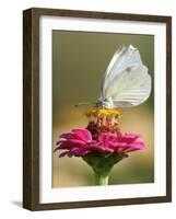 Butterfly Sits in the Bloom of a Flower (Zinnia Elegans)-null-Framed Photographic Print