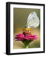 Butterfly Sits in the Bloom of a Flower (Zinnia Elegans)-null-Framed Photographic Print