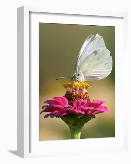 Butterfly Sits in the Bloom of a Flower (Zinnia Elegans)-null-Framed Photographic Print