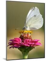 Butterfly Sits in the Bloom of a Flower (Zinnia Elegans)-null-Mounted Photographic Print