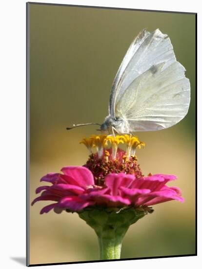 Butterfly Sits in the Bloom of a Flower (Zinnia Elegans)-null-Mounted Photographic Print