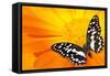 Butterfly Sleeping On An Orange Flower-NejroN Photo-Framed Stretched Canvas