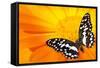 Butterfly Sleeping On An Orange Flower-NejroN Photo-Framed Stretched Canvas