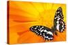 Butterfly Sleeping On An Orange Flower-NejroN Photo-Stretched Canvas
