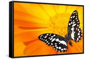 Butterfly Sleeping On An Orange Flower-NejroN Photo-Framed Stretched Canvas