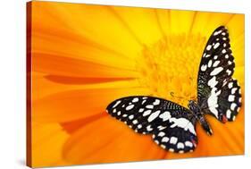 Butterfly Sleeping On An Orange Flower-NejroN Photo-Stretched Canvas