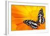 Butterfly Sleeping On An Orange Flower-NejroN Photo-Framed Photographic Print