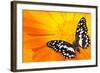 Butterfly Sleeping On An Orange Flower-NejroN Photo-Framed Photographic Print