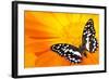 Butterfly Sleeping On An Orange Flower-NejroN Photo-Framed Photographic Print