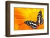 Butterfly Sleeping On An Orange Flower-NejroN Photo-Framed Photographic Print