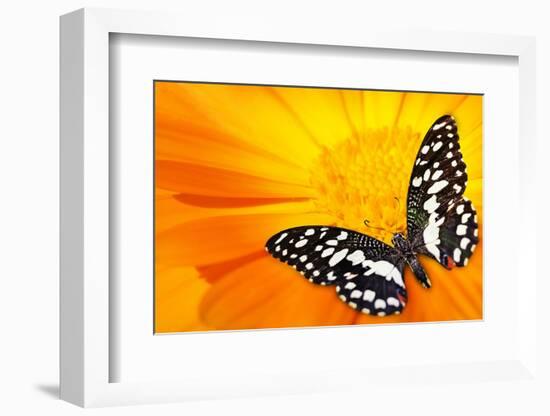 Butterfly Sleeping On An Orange Flower-NejroN Photo-Framed Photographic Print