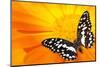 Butterfly Sleeping On An Orange Flower-NejroN Photo-Mounted Photographic Print