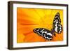 Butterfly Sleeping On An Orange Flower-NejroN Photo-Framed Photographic Print