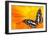 Butterfly Sleeping On An Orange Flower-NejroN Photo-Framed Photographic Print