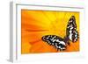 Butterfly Sleeping On An Orange Flower-NejroN Photo-Framed Photographic Print