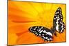 Butterfly Sleeping On An Orange Flower-NejroN Photo-Mounted Photographic Print