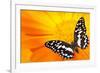 Butterfly Sleeping On An Orange Flower-NejroN Photo-Framed Photographic Print