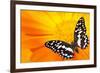 Butterfly Sleeping On An Orange Flower-NejroN Photo-Framed Photographic Print