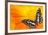 Butterfly Sleeping On An Orange Flower-NejroN Photo-Framed Photographic Print