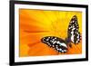 Butterfly Sleeping On An Orange Flower-NejroN Photo-Framed Photographic Print