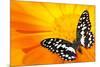 Butterfly Sleeping On An Orange Flower-NejroN Photo-Mounted Photographic Print