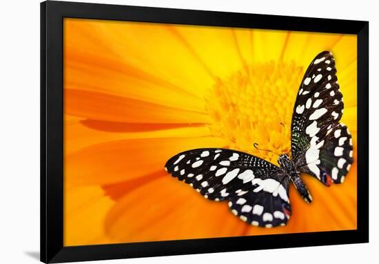 Butterfly Sleeping On An Orange Flower-NejroN Photo-Framed Photographic Print